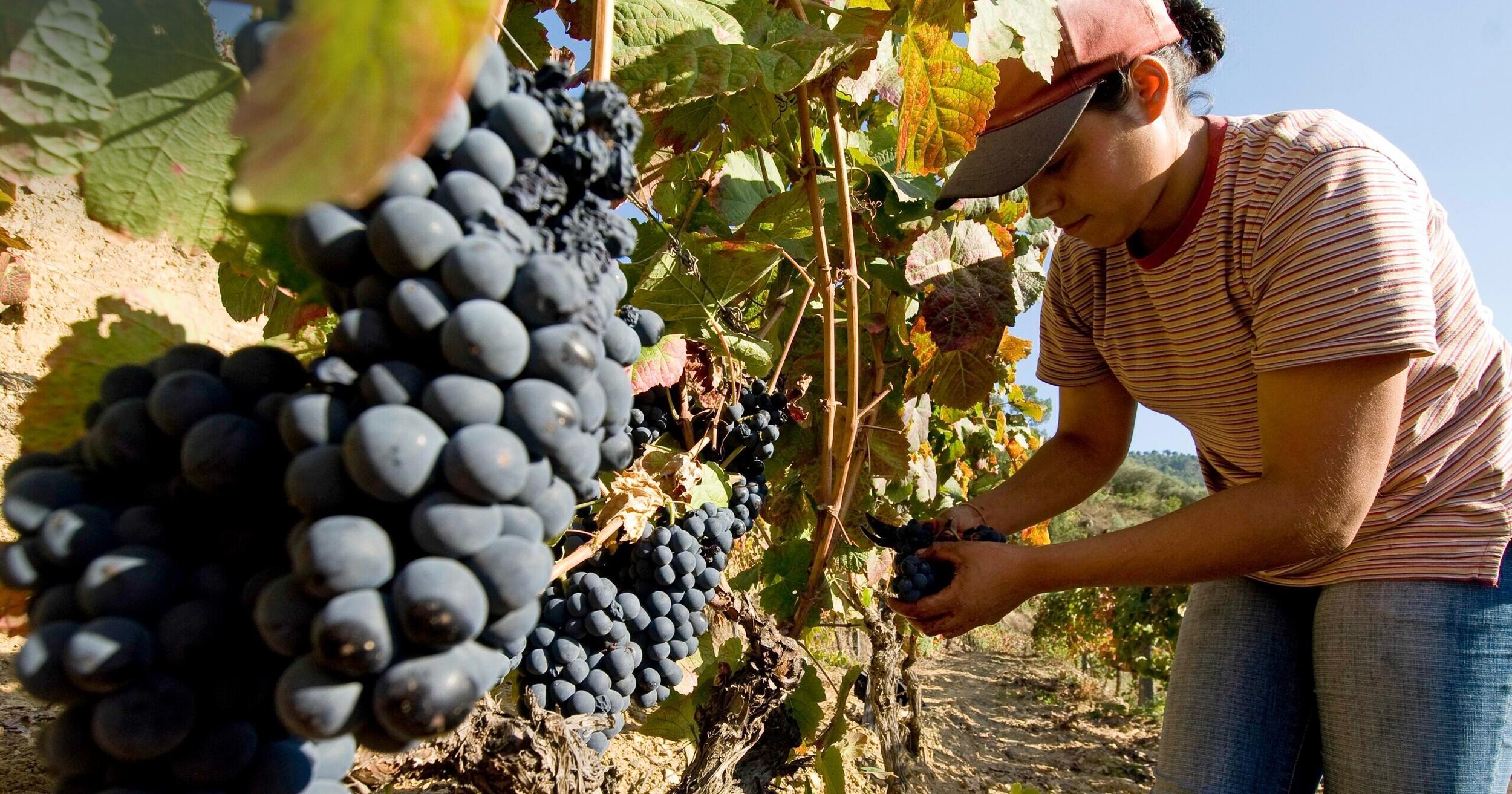 Exposição no CIMD destaca o papel da mulher duriense 